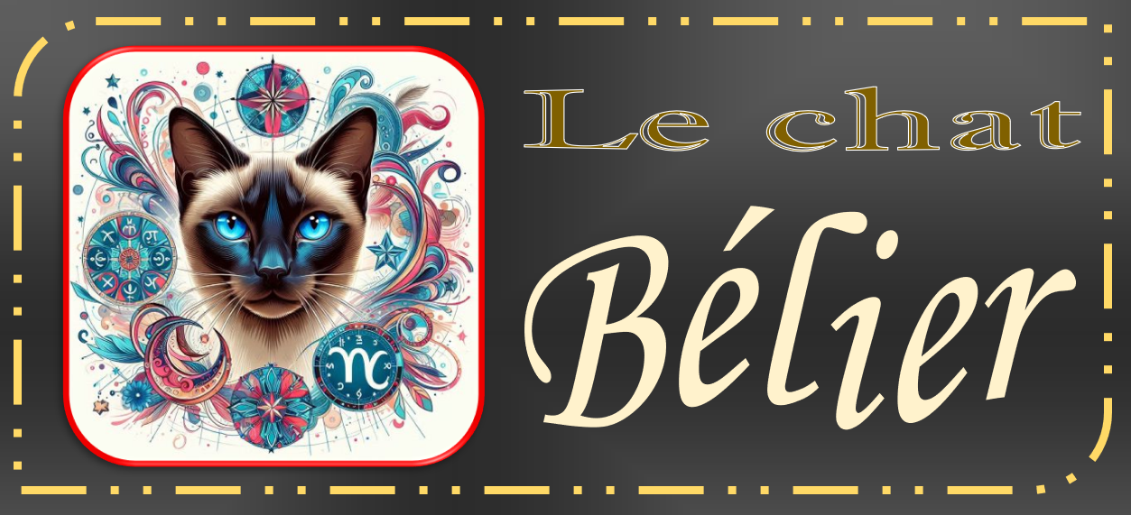 ASTRO-CHATS GRIS (12)